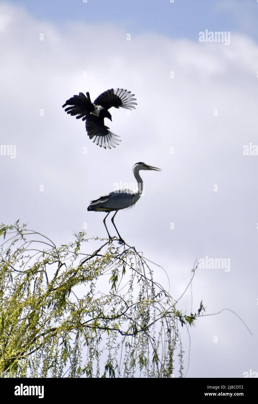 (220515) -- BEIJING, May 15, 2022 (Xinhua) -- A magpie and a heron are seen in Yuanmingyuan Park in Beijing, capital of China, May 15, 2022. (Xinhua/Li Xin) Stock Photo