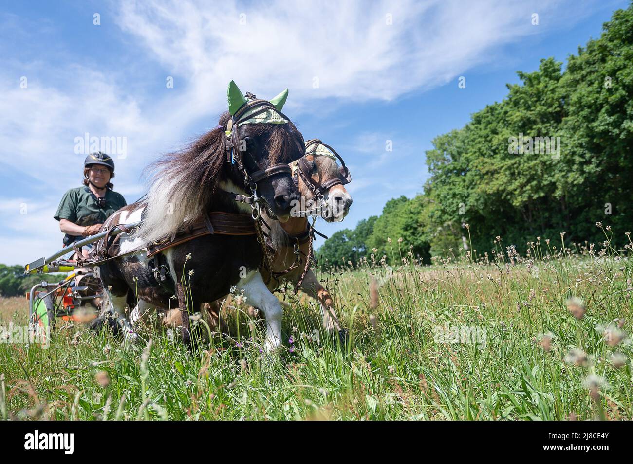 15 May 2022, Hessen, Mühlheim am Main: Andrea Tigges-Angelidis takes her two mini Shetland ponies Moritz (l) and Paulinchen for a ride in a miniature carriage. The two horses can accelerate the carriage, called a sulky, to a speed of up to 12 Km/h, covering distances of up to 37 kilometers. Together, they produce 0.4 horsepower, according to Andrea. Because they are so small, they can't really be ridden. Therefore, they get their run on the sulky. 'It keeps them clear-headed and healthy,' says their owner, adding, 'No pony, no matter how small, has to get fat.' Photo: Sebastian Gollnow/dpa Stock Photo