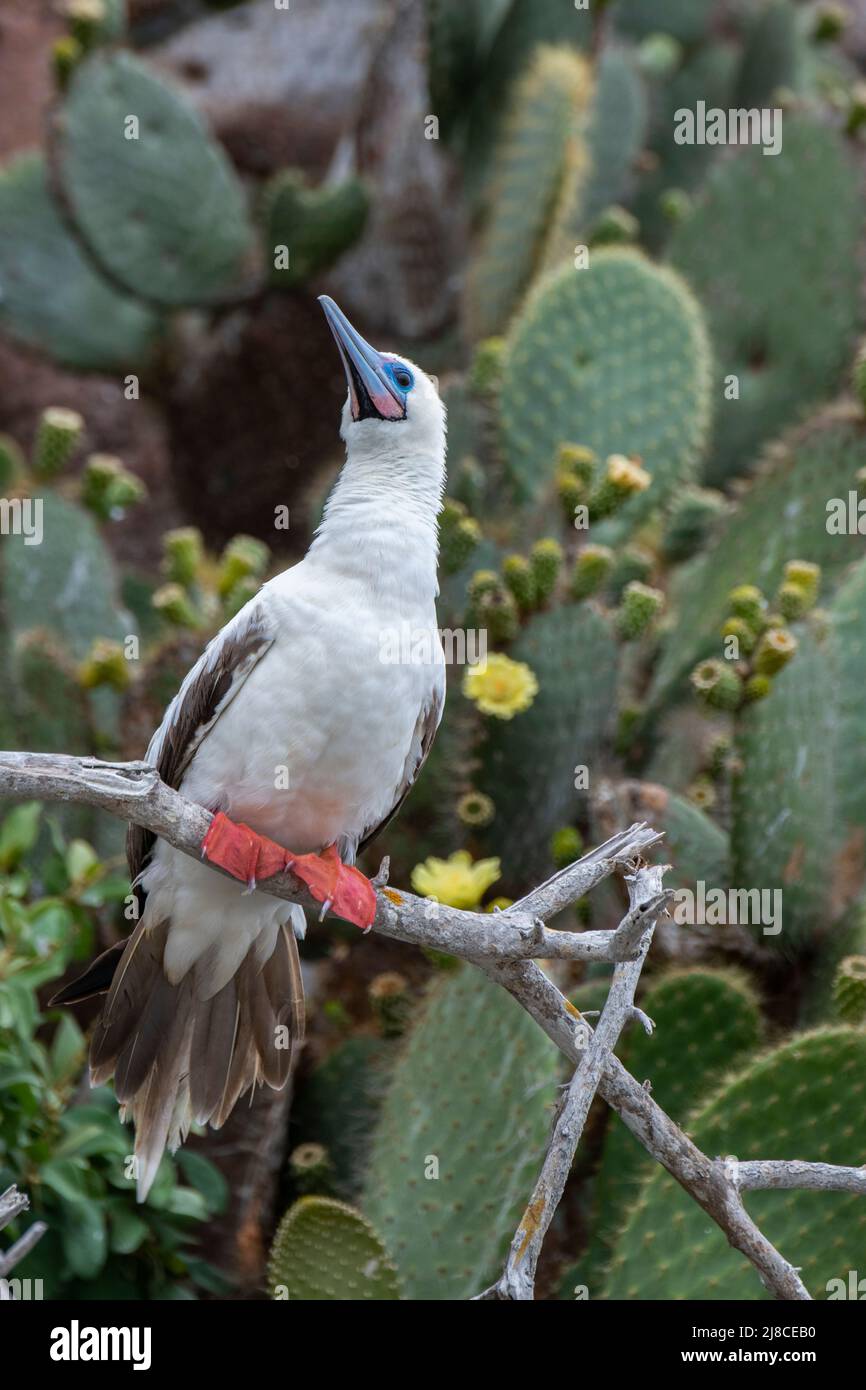Ecuador; Galapagos; Genovesa Island aka Tower. Red-footed booby (Sula sula websteri) white phase. Flowering Giant prickly pear cactus (Opuntia helleri Stock Photo