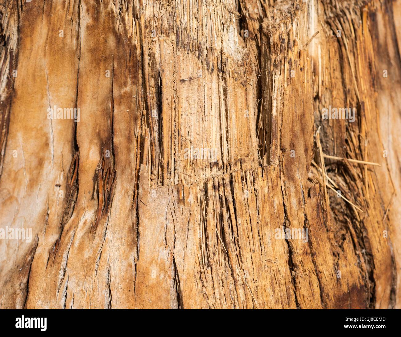 Closeup detail of bark on tree trunk abstract background wallpaper texture Stock Photo