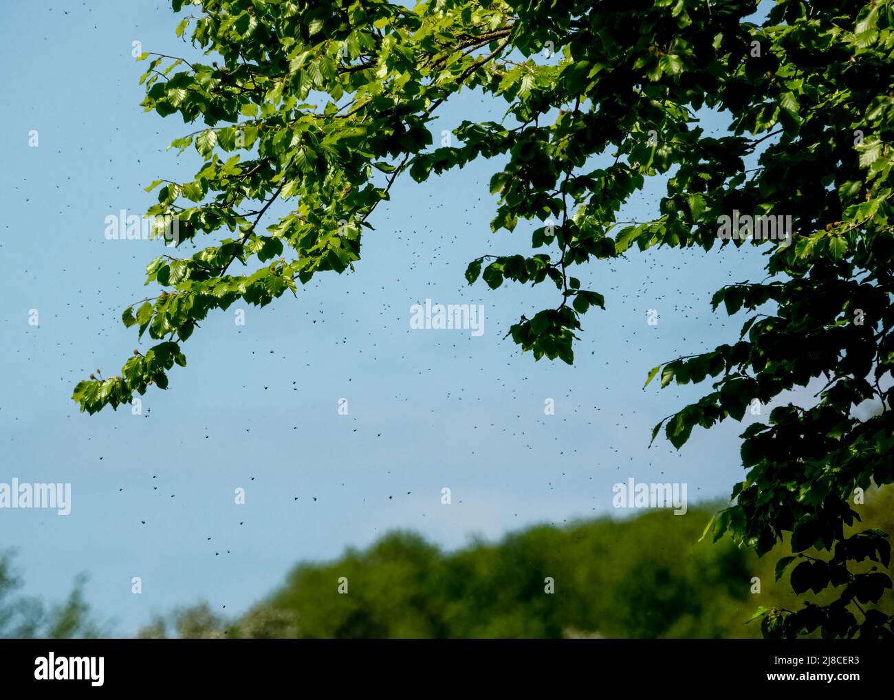 hundreds of hovering flies, midges, gnats in the shade of a beech tree, blue sky background Stock Photo