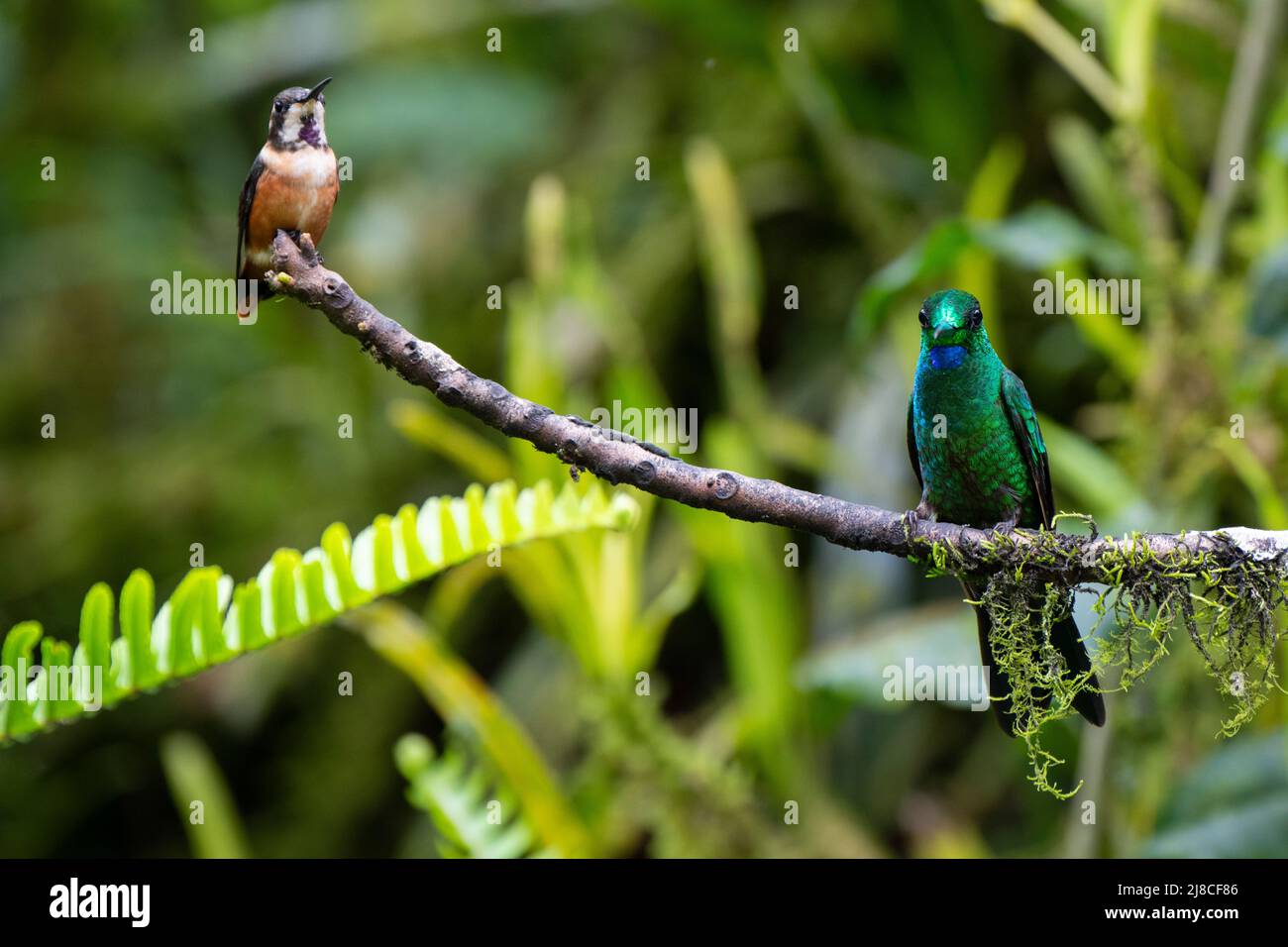 Ecuador, Tandayapa Valley, Alambi Reserve. Purple-throated woodstar (Philodice mitchellii) (F) and Green-crowned brilliant hummingbird (Heliodoxa jacu Stock Photo