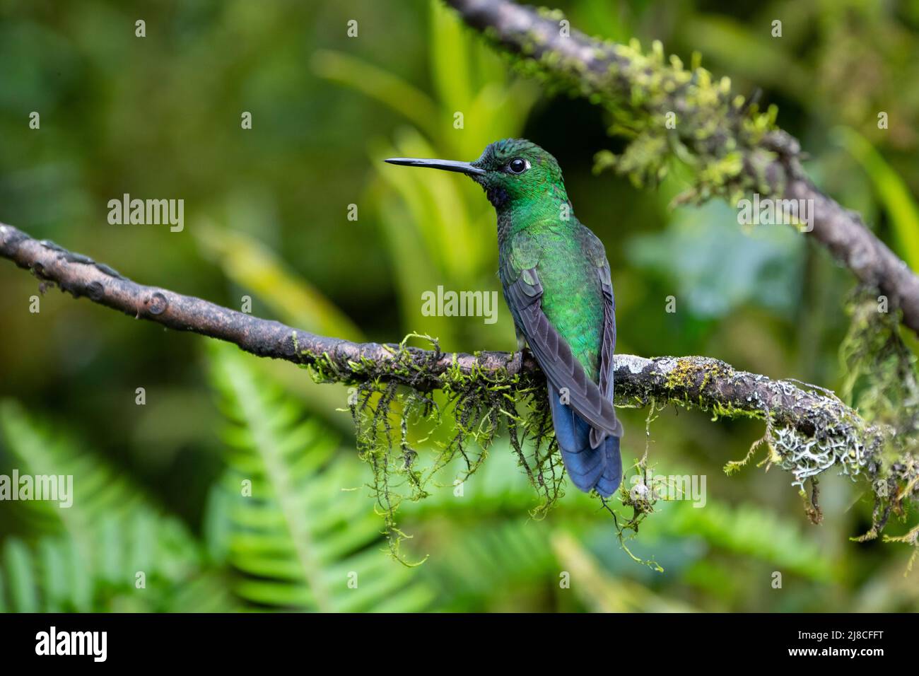 Ecuador, Tandayapa Valley, Alambi Reserve. Green-crowned brilliant hummingbird (Heliodoxa jacula) aka green-fronted brilliant. Stock Photo