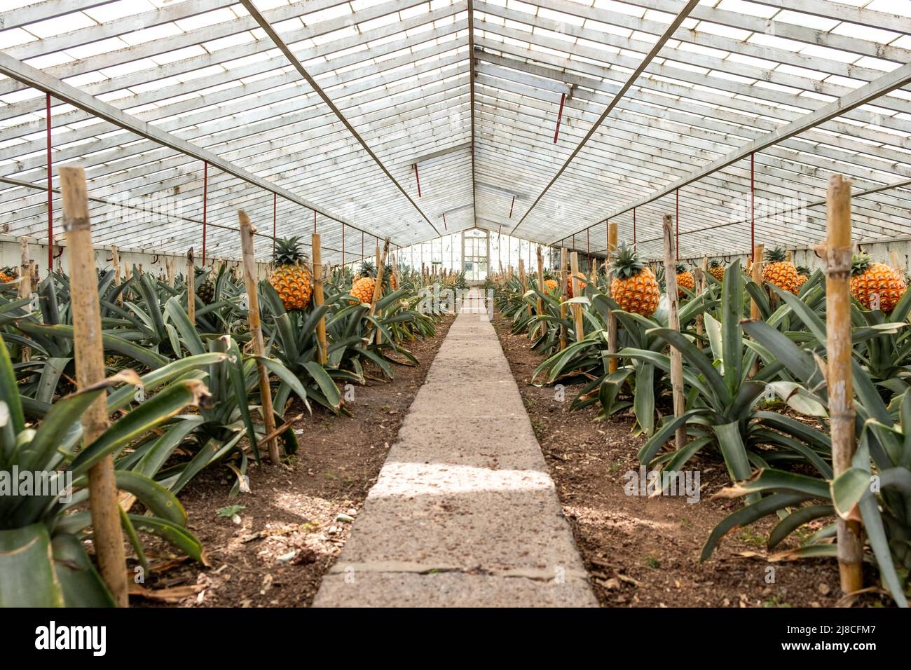 Traditional Azorean Greenhouse with Pineapples fruit plantation at São Miguel Island in The Azores Stock Photo