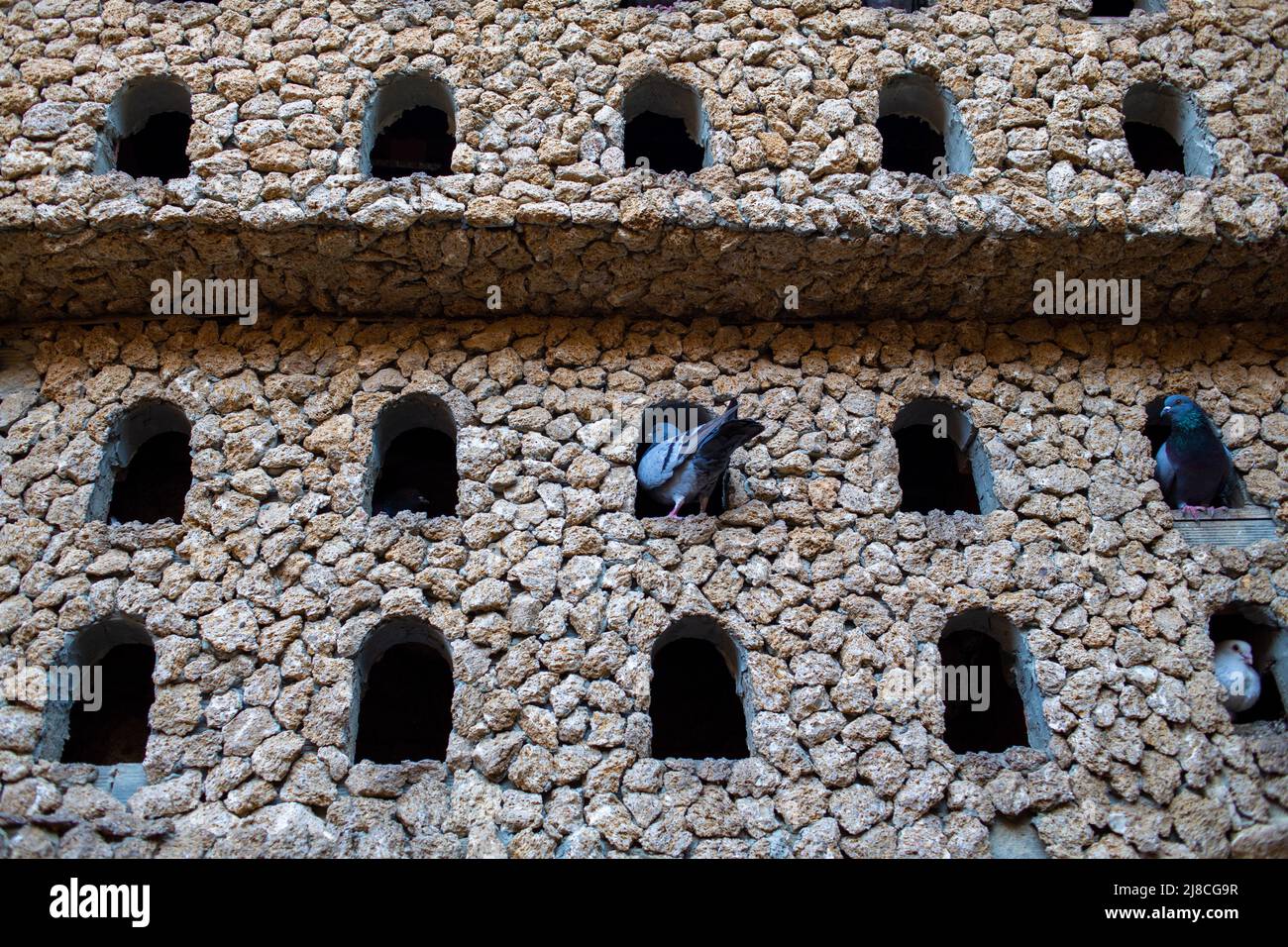 Pigeons in their hiding places in an ancient wall of hercules cave Stock Photo