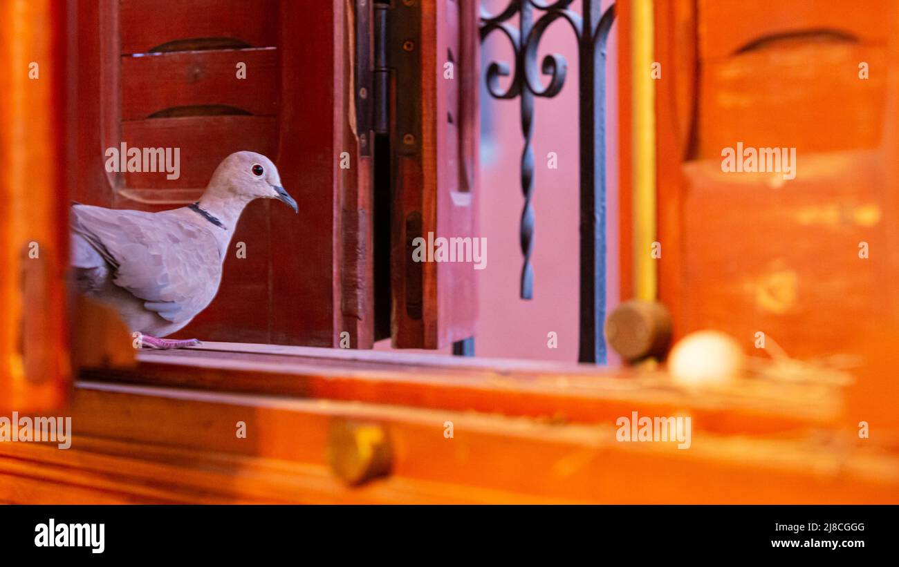 A pigeon at the edge of a window Stock Photo