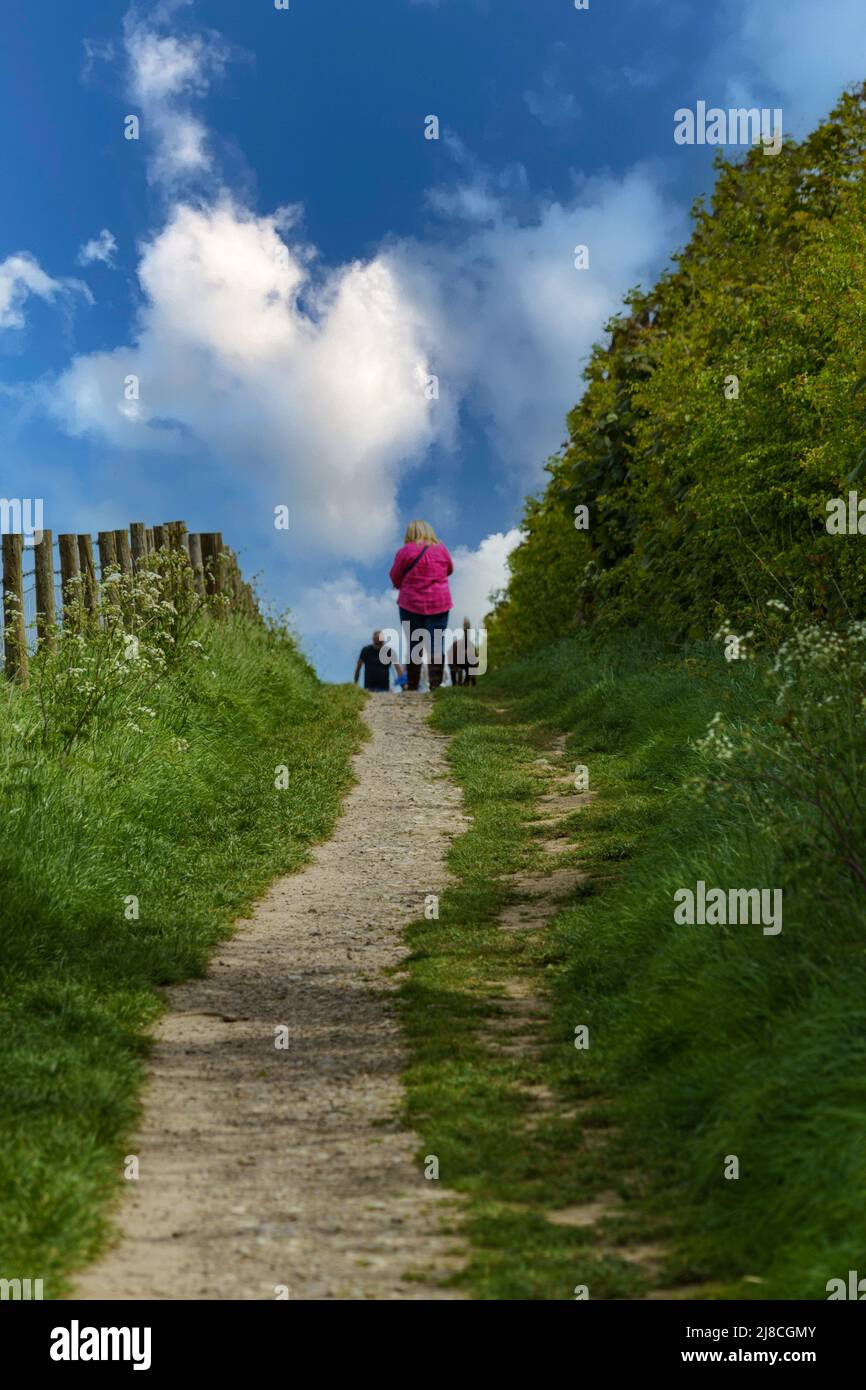 On a gorgeous spring day in Harrogate, a woman walks her dog on a sloping rural track with a lush leafy hedgerow and a fence, Harrogate, England, UK. Stock Photo