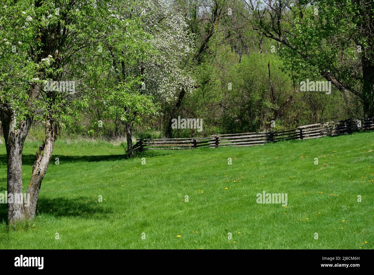 An old fence line among the trees in an open area at a local county park in Dane County Wisconsin. Stock Photo