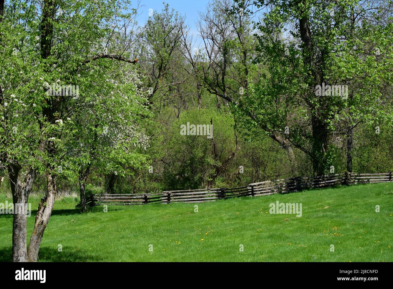 An old fence line among the trees in an open area at a local county park in Dane County Wisconsin. Stock Photo
