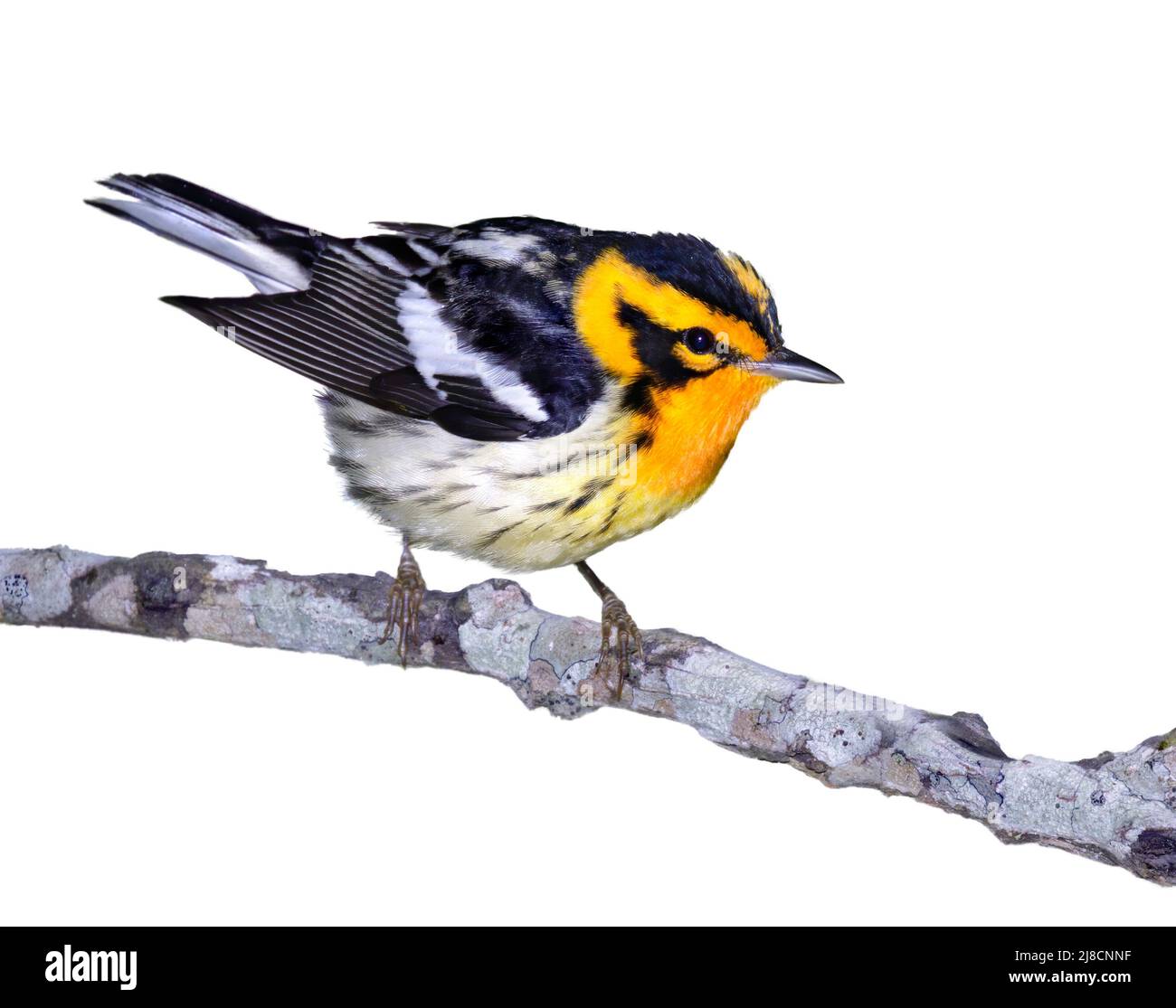 Blackburnian warbler (Setophaga fusca) male isolated on white background Stock Photo