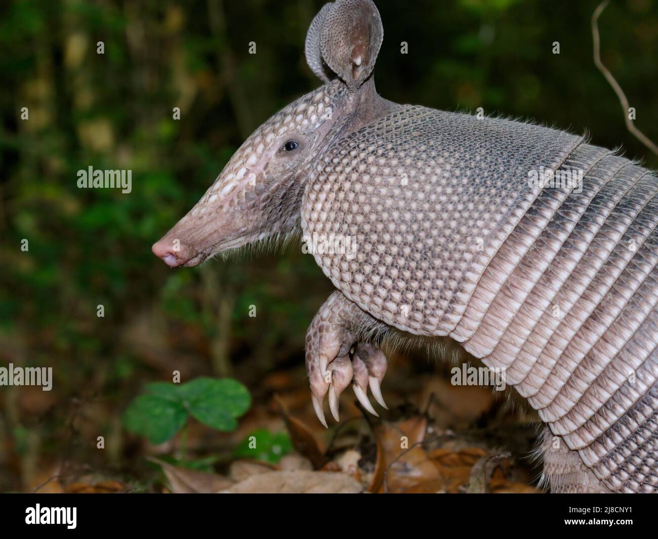 Nine-banded armadillo (Dasypus novemcinctus) standing in the forest, High Island, Texas, USA. Stock Photo