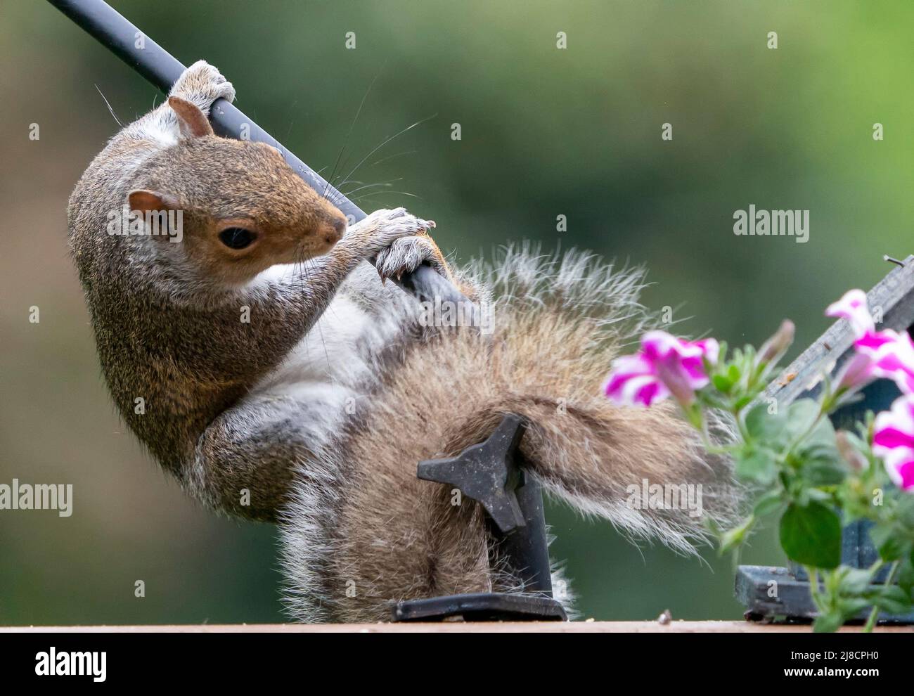 A Squirrel hanging down from the bird feeder Stock Photo