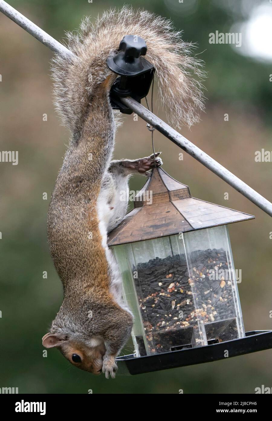 A Squirrel hanging down from the bird feeder Stock Photo