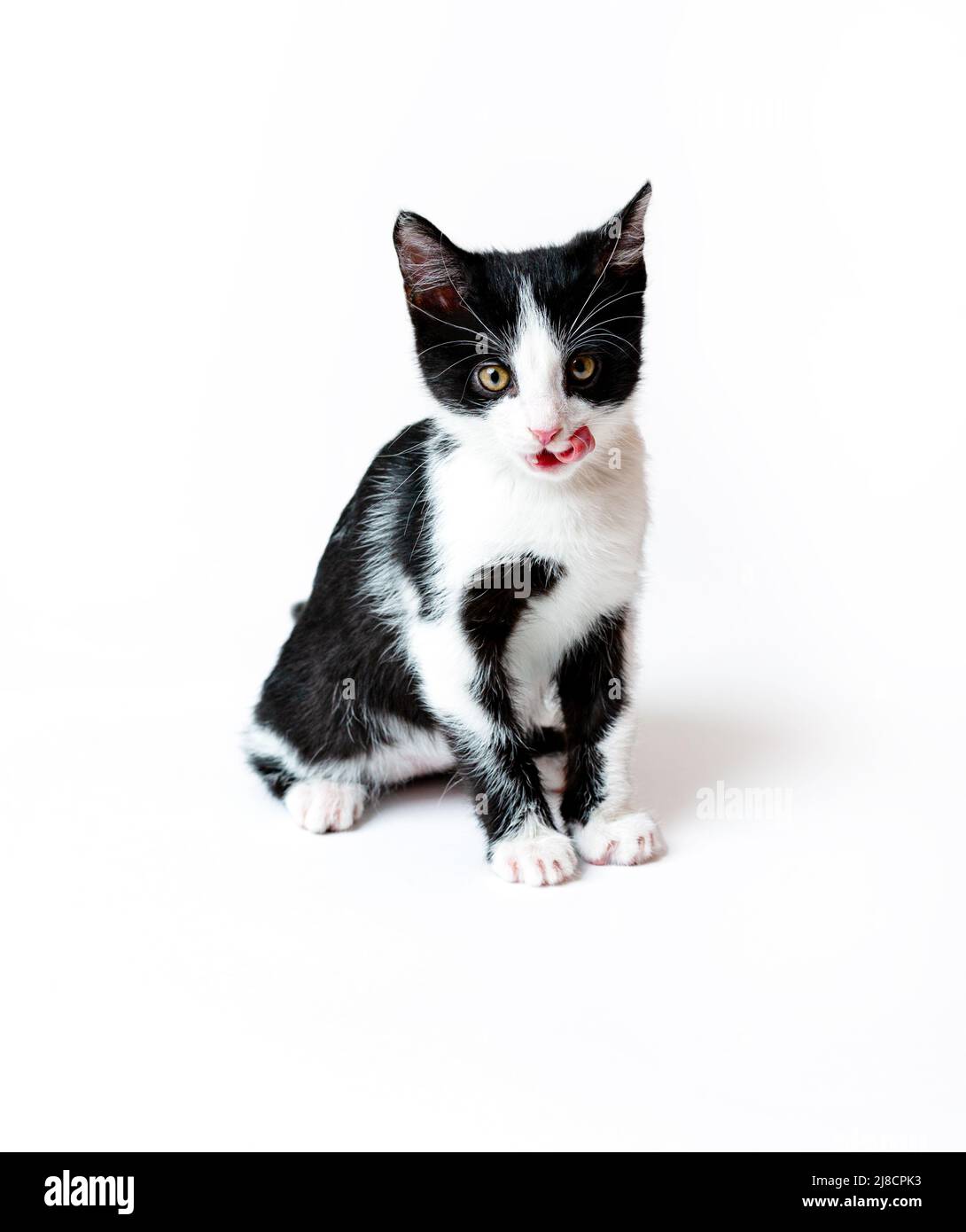 The kitten licks itself after eating, shows its tongue. White