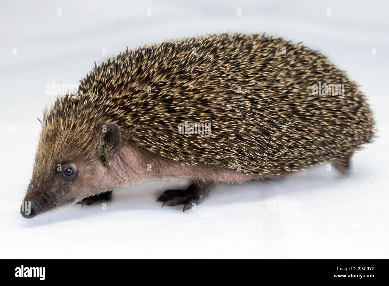 A hedgehog makes a recovery at Tiggywinkles wildlife hospital after it ...