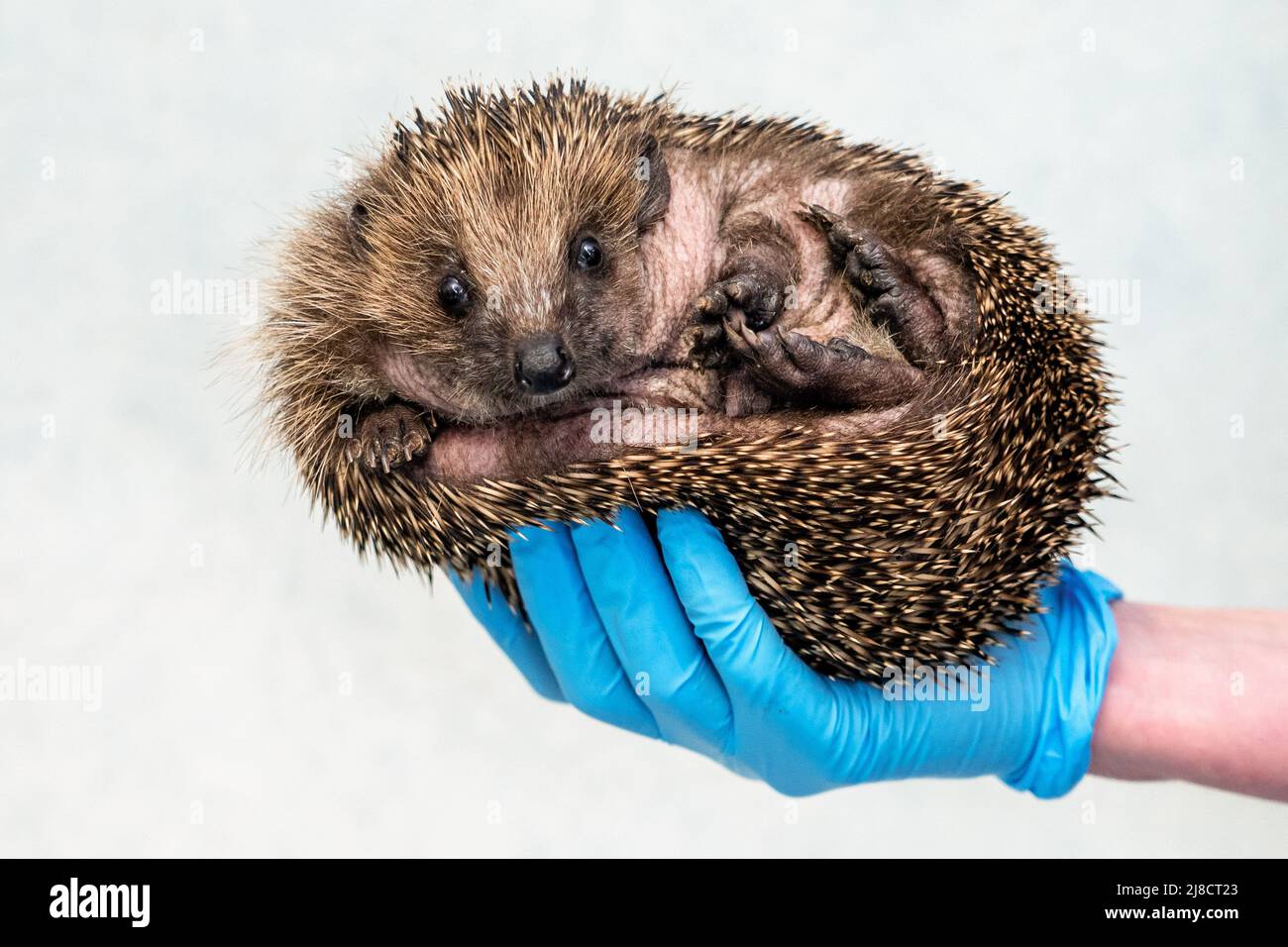 A hedgehog makes a recovery at Tiggywinkles wildlife hospital after it ...