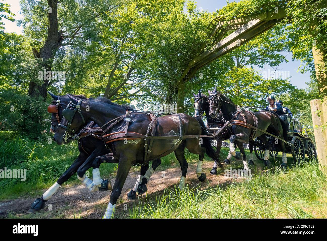 Windsor Berkshire UK 14 May 2022 Excell Boyd AUS decends the steep hill into the Splash in the Land Rover International Grand Prix  CAIO4 Four-in-Hand Horse Driving Marathon  Credit. Gary Blake/ Alamy Live News Stock Photo