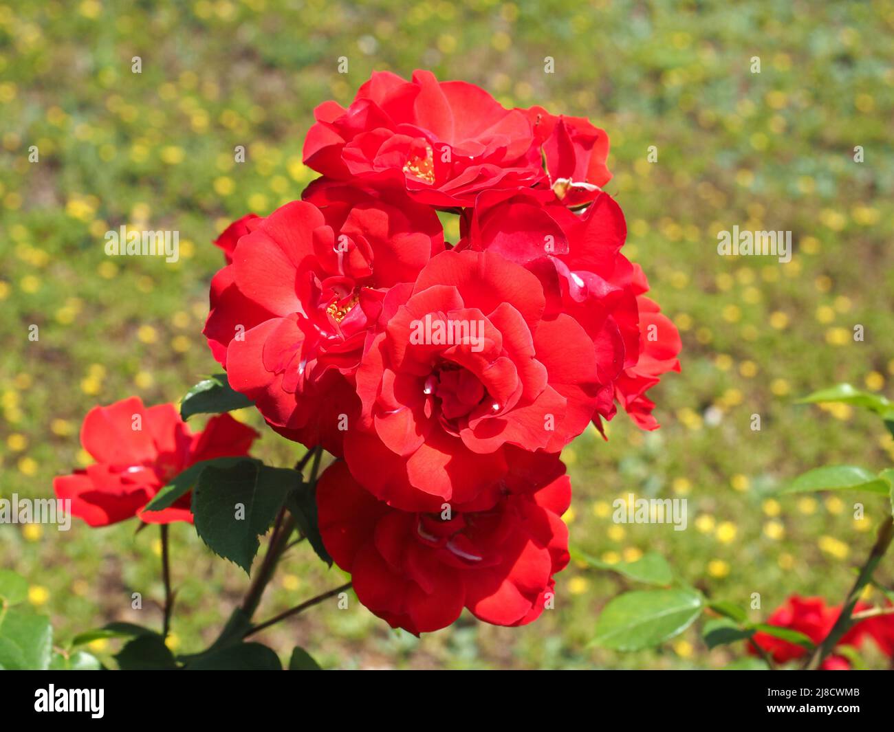 rose perennial shrub red flower scientific name Rosa Stock Photo