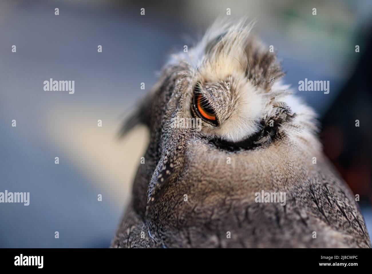 Closeup of sleepy owl with eyes half-closed and head up Stock Photo