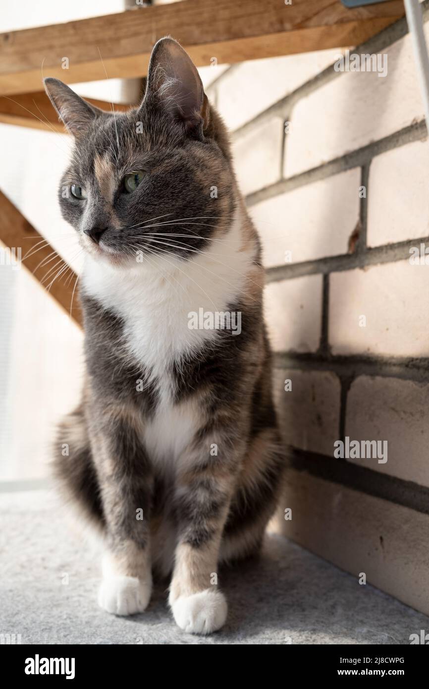 Thoughtful cat sits on a felt mat and looks away, on a balcony, near a brick wall.  Stock Photo