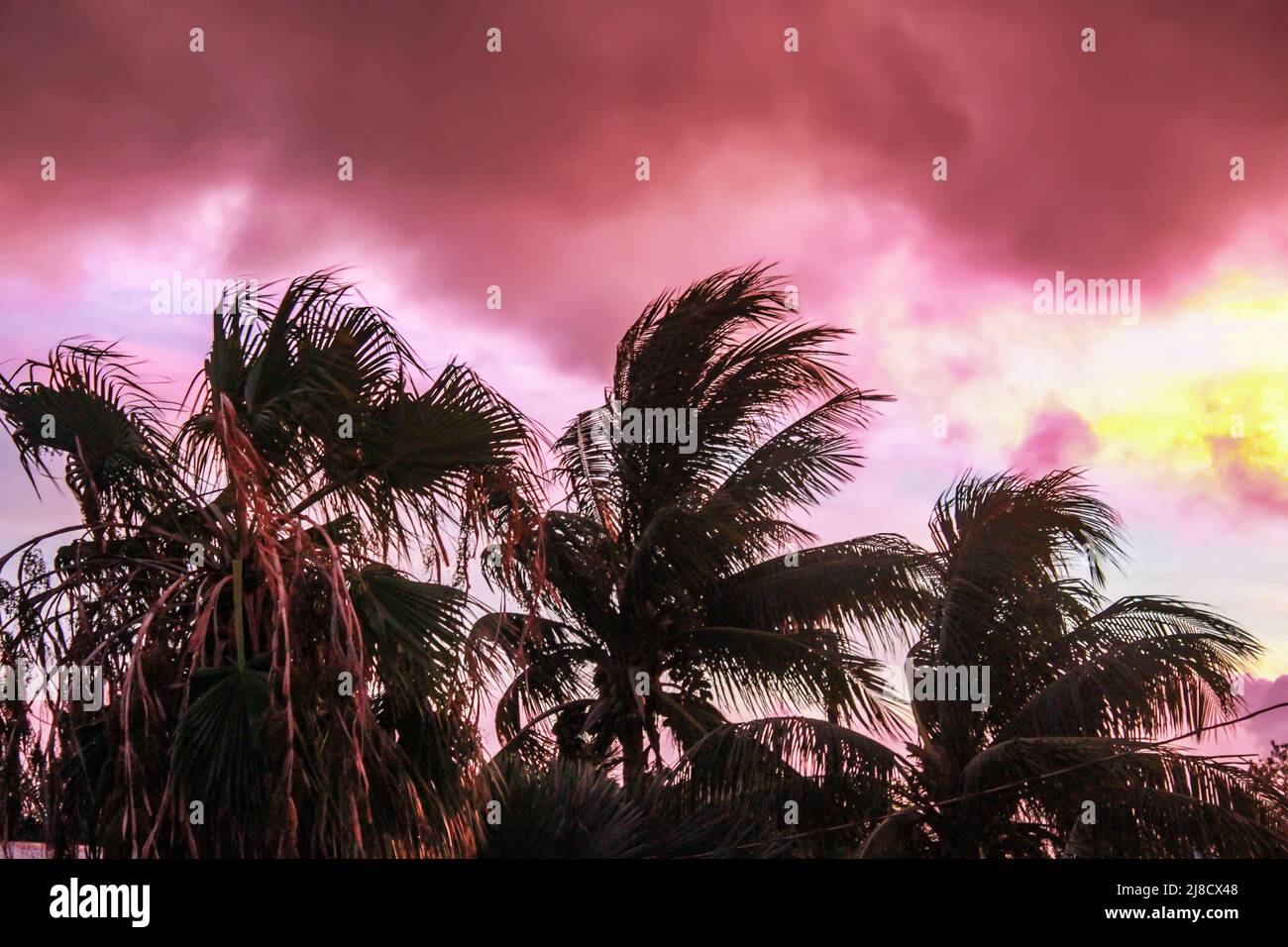 The edge of the storm - Palm trees silhouetted against a strange pink and turquoise and yellow sky as a tropical storm passes nearby Stock Photo