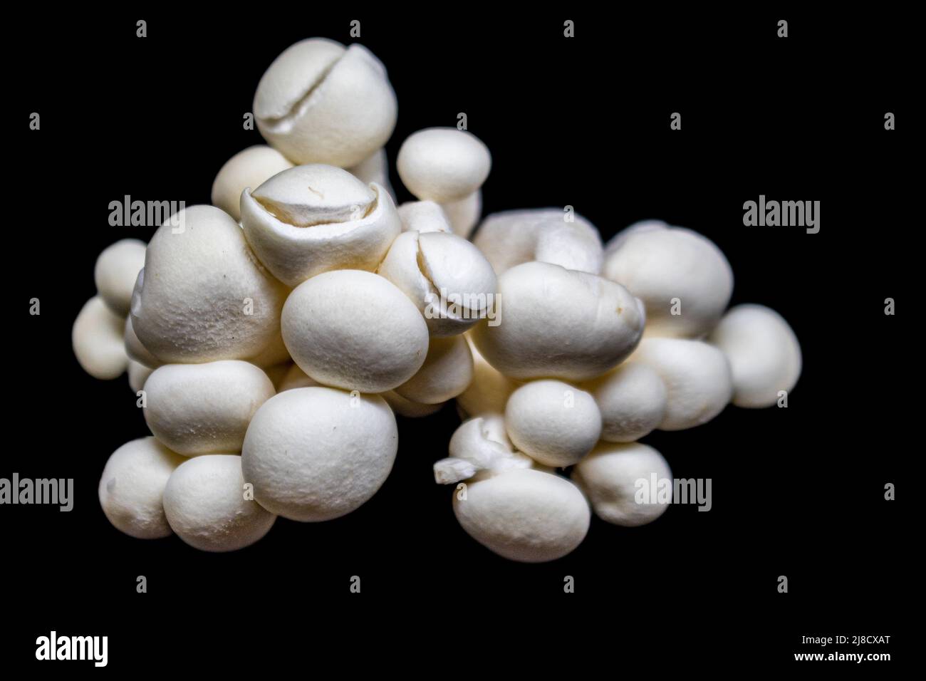 White button gormet mushrooms in a pile isolated on black - Selective focus Stock Photo
