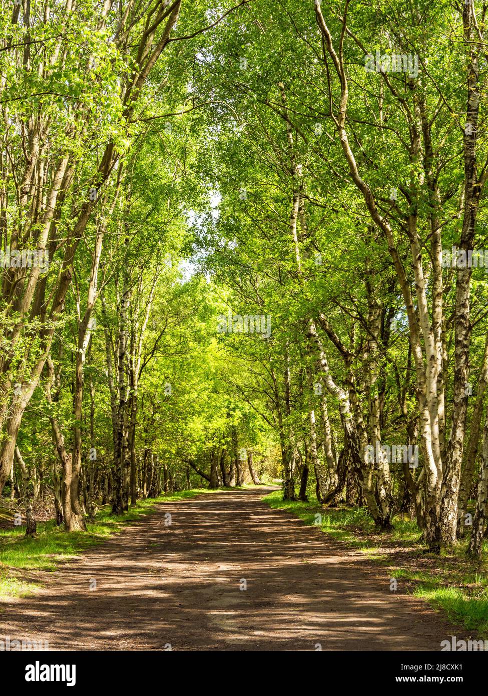 Lane lined by tall silver birch trees in dappled sunlight Stock Photo