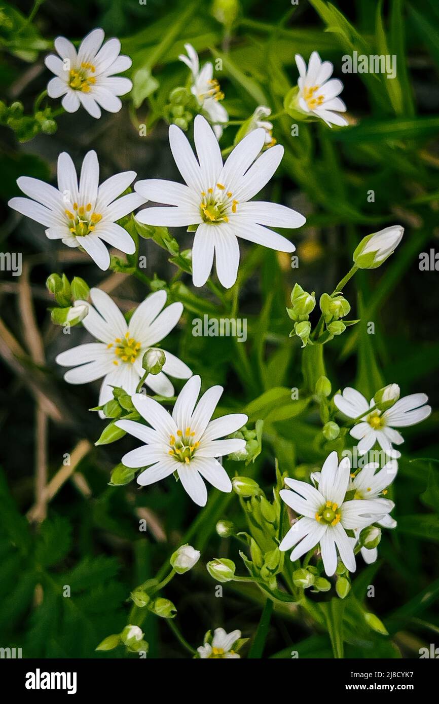 Star shape white wildflowers on a meadow close up Stock Photo
