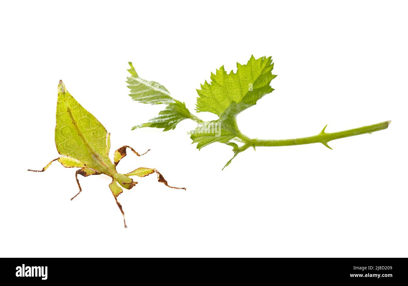 stick insect in front of white background Stock Photo - Alamy