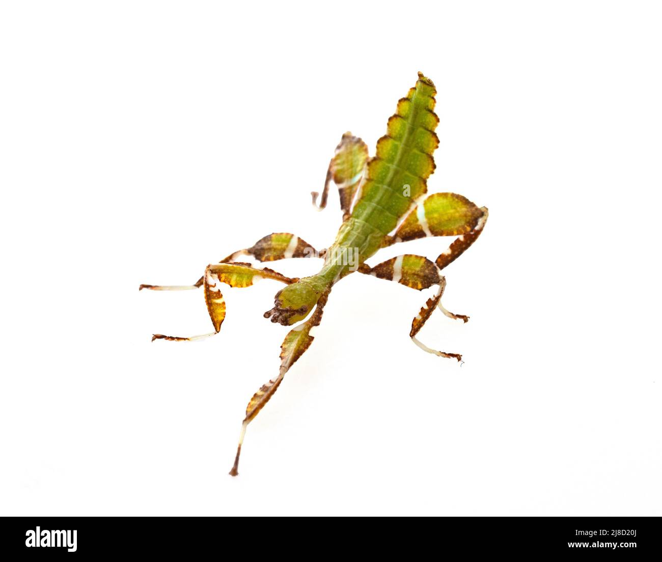 stick insect in front of white background Stock Photo - Alamy