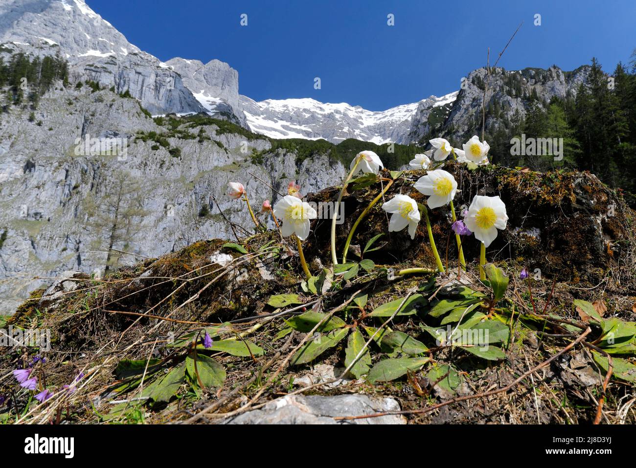 Snow roses in the Styrian Limestone Alps, national park Gesäuse, Austria Stock Photo
