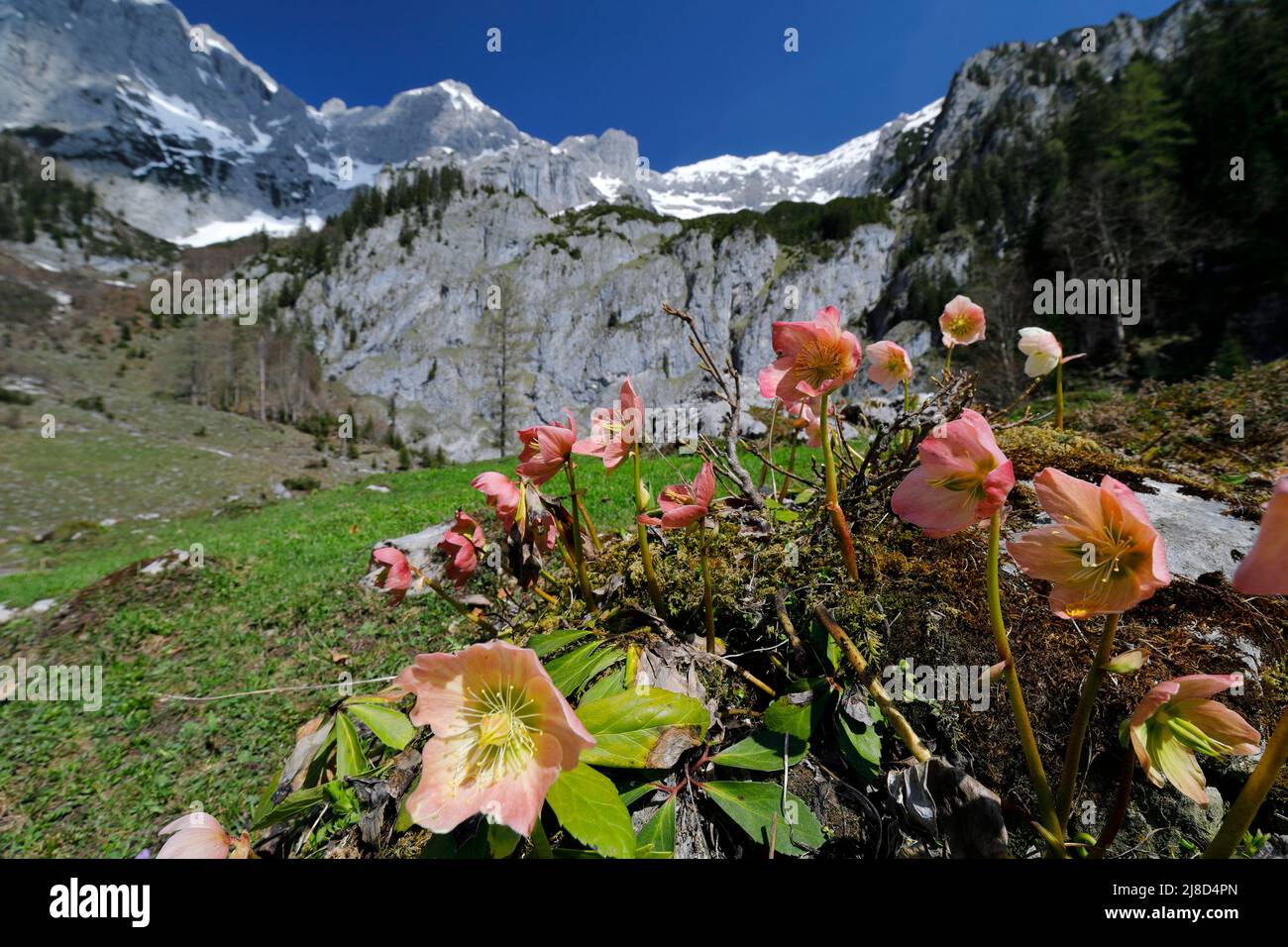 Snow roses in the Styrian Limestone Alps, national park Gesäuse, Austria Stock Photo