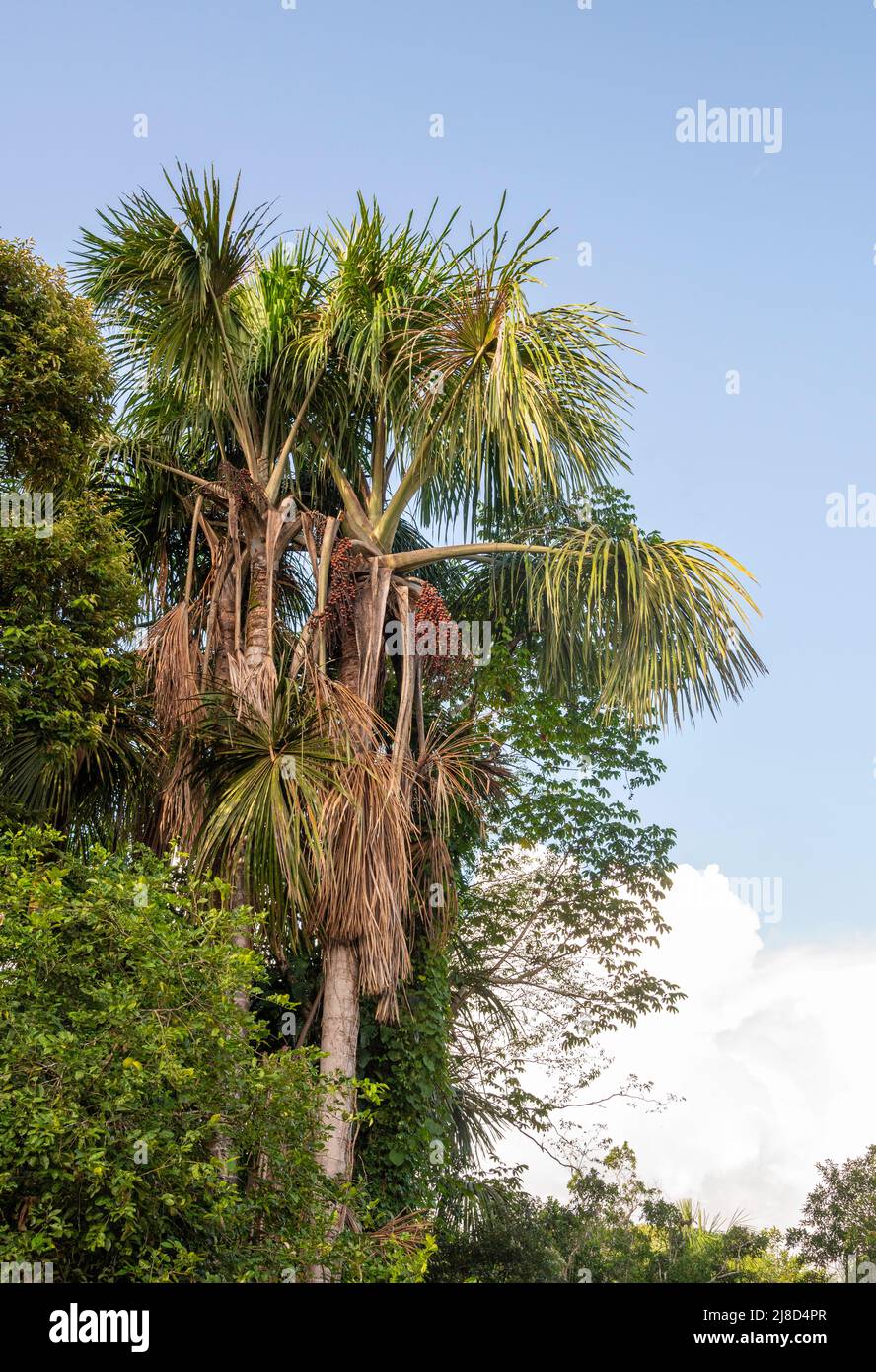 Aguaje Palm tree laden with Aguaje fruit in the Peruvian Amazon Stock Photo