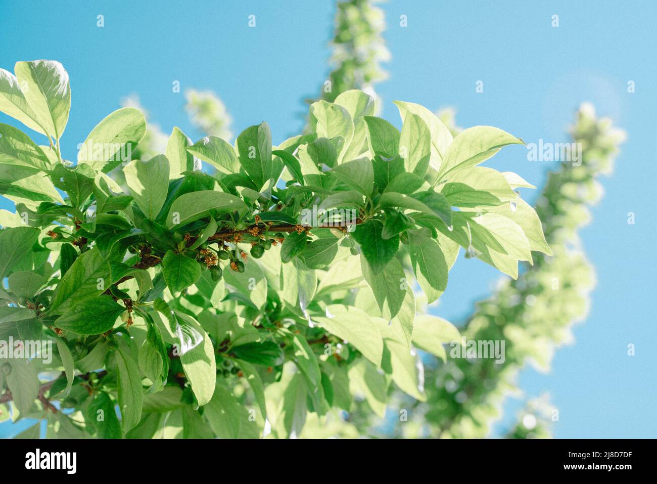 cherry-apple tree leaves Stock Photo