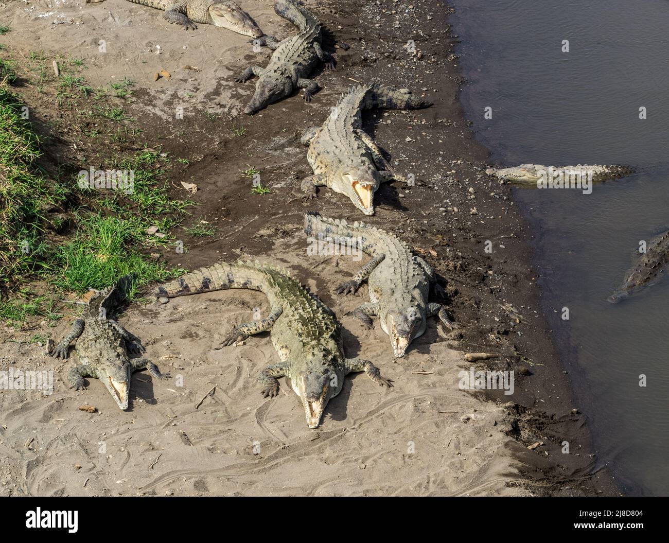 Four American crocodiles (Crocodylus acutus) have their mouths open in order to cool off at the Tarcoles River, Costa Rica. Stock Photo