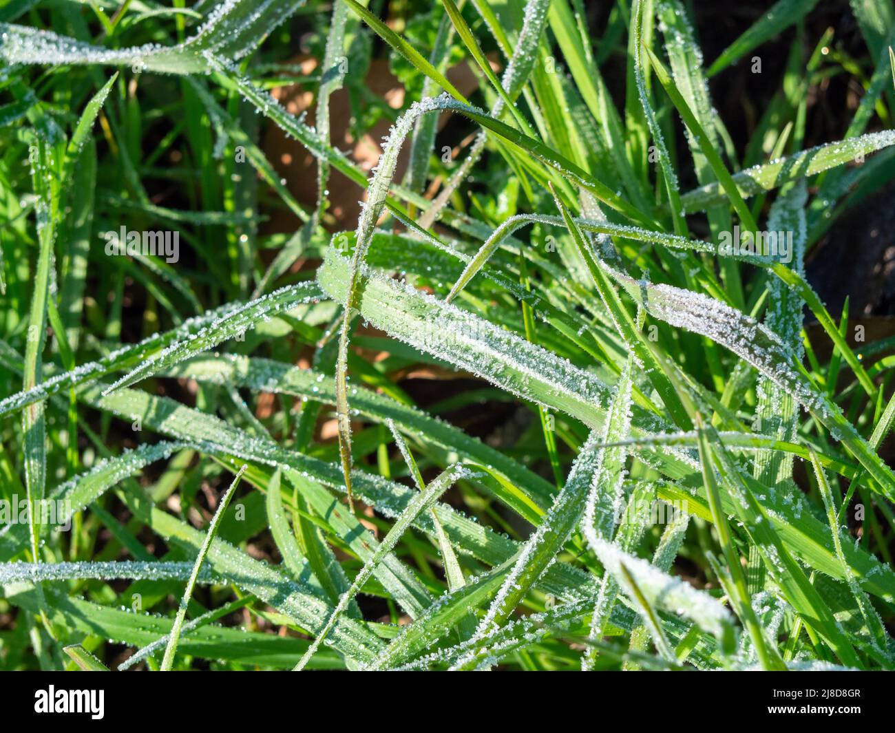 Frozen grass in winter in a meadow Stock Photo