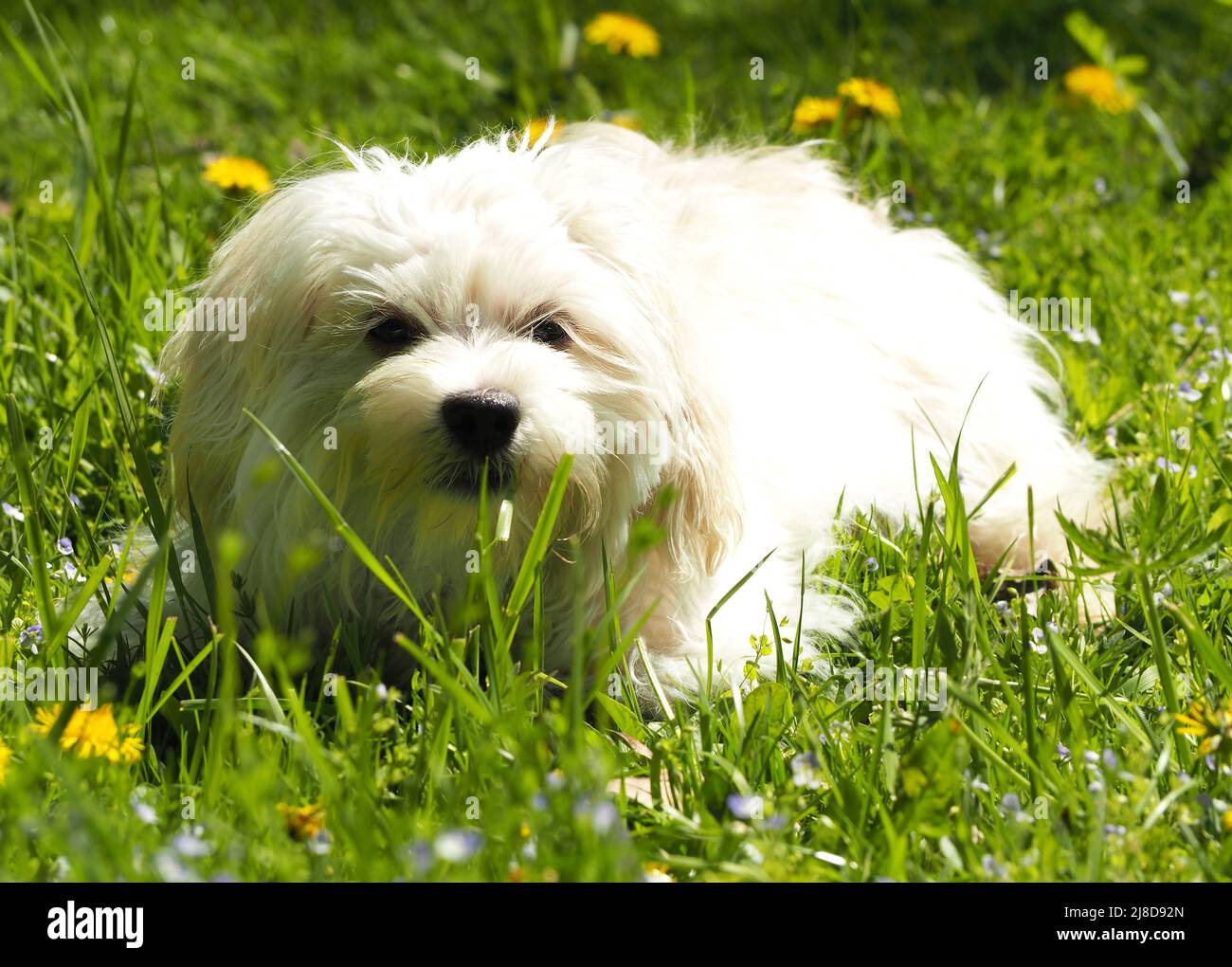 Maltese Bichon puppy laying in the grass on a beautiful spring day Stock Photo