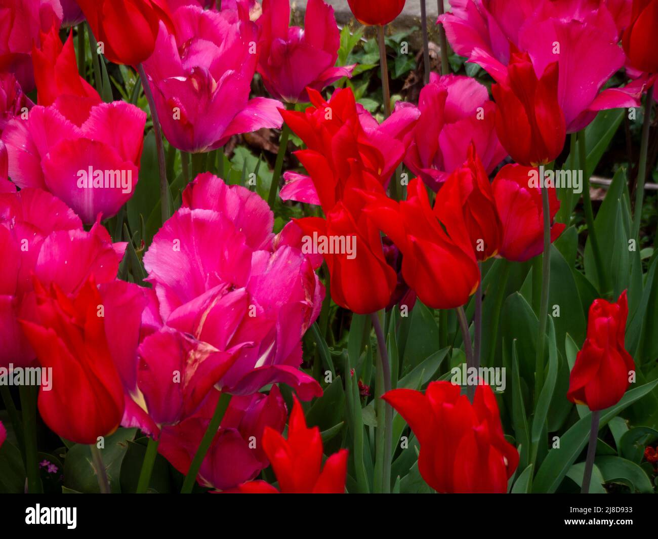 Chenies Manor Garden. Vibrant Tulip 'Barcelona' and Tulip 'Ile de France' Stock Photo