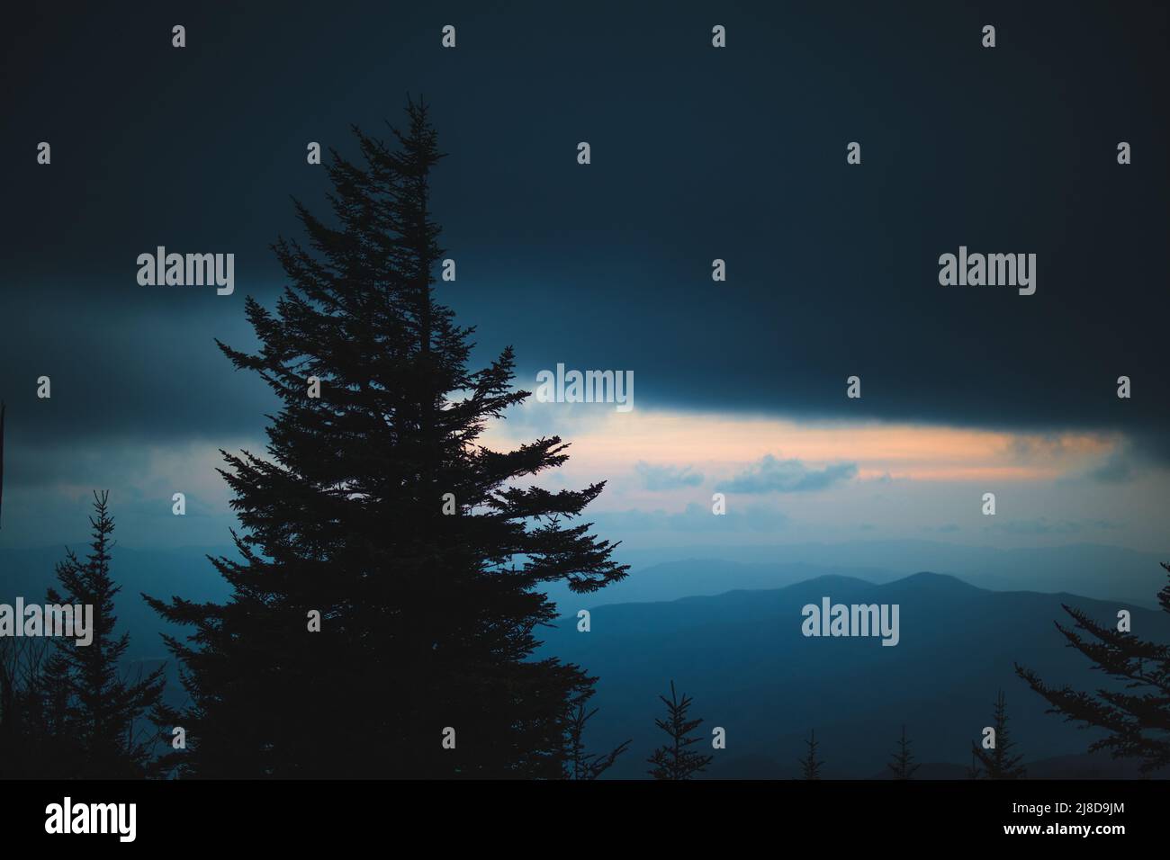 The outline of a Spruce tree stands before some orange color after sunset in the Great Smoky