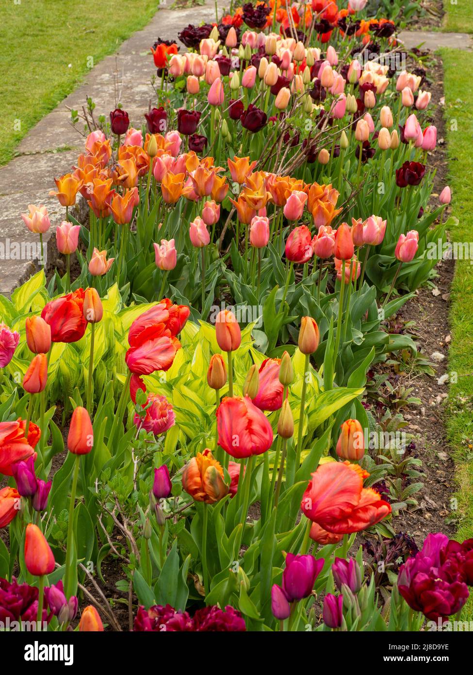 Chenies Manor Garden tulip border with many vibrant varieties planted in groups. Stock Photo