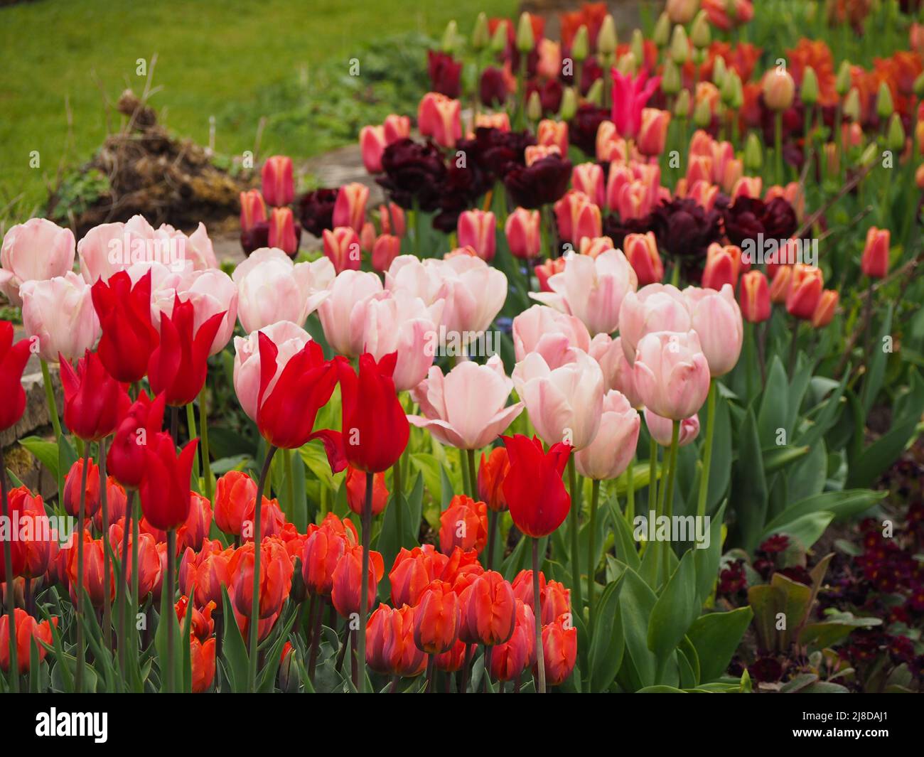 Chenies Manor Garden. Tulips en masse in the Sunken garden; red, pink, orange tones. Tulipa 'Hermitage', Tulipa 'Salmon Prince', Tulipa 'Request'. Stock Photo
