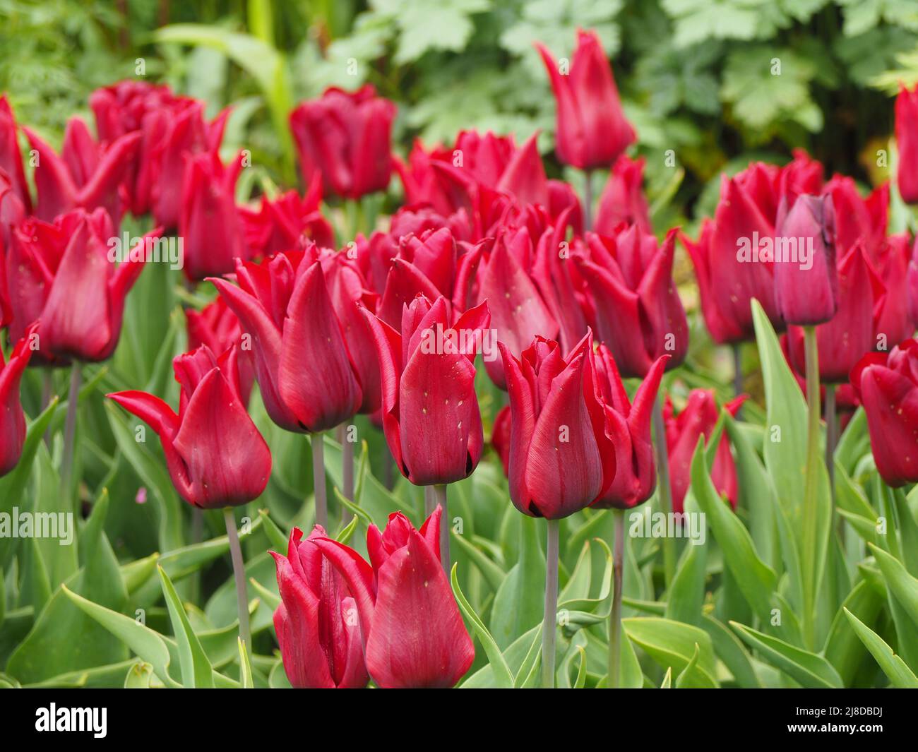 Chenies Manor Garden. Deep red Tulipa 'National Velvet' planted en masse in Chenies Sunken garden Stock Photo