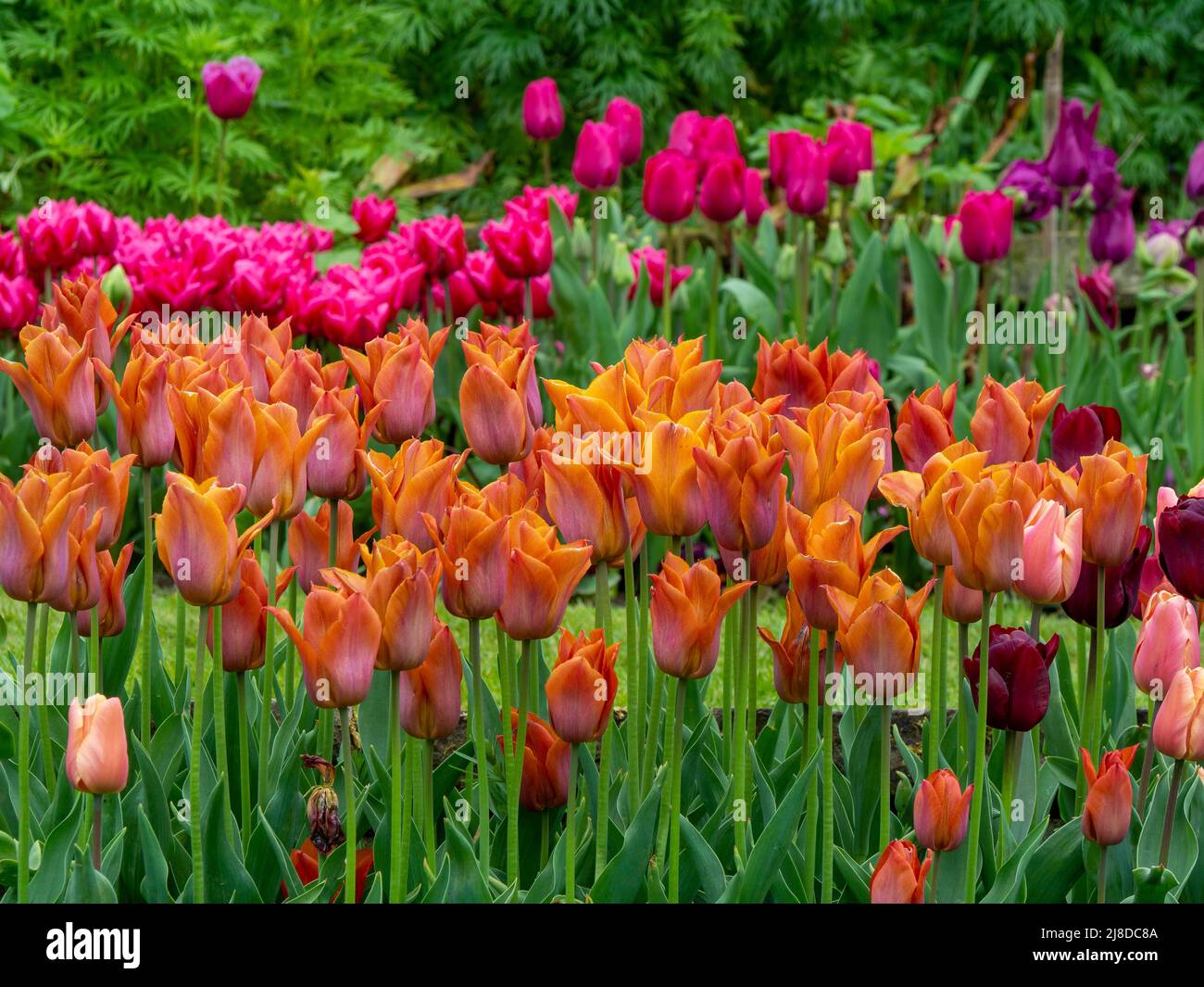 Chenies Manor Garden. Beautiful orange Tulipa 'Cairo' , Tulipa 'Chato' and Tulipa Barcelona' in the background. Stock Photo