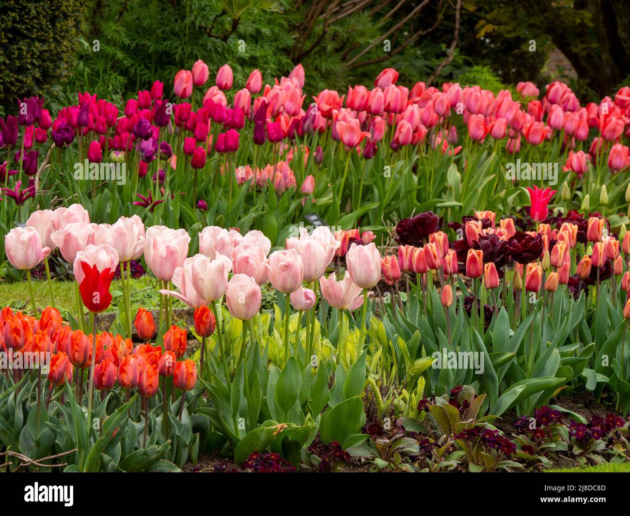 Chenies Manor Garden.The terraced Sunken garden with colourful layers