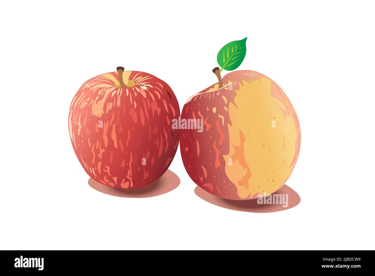 Two large, red apples with a green leaf. Stock Vector