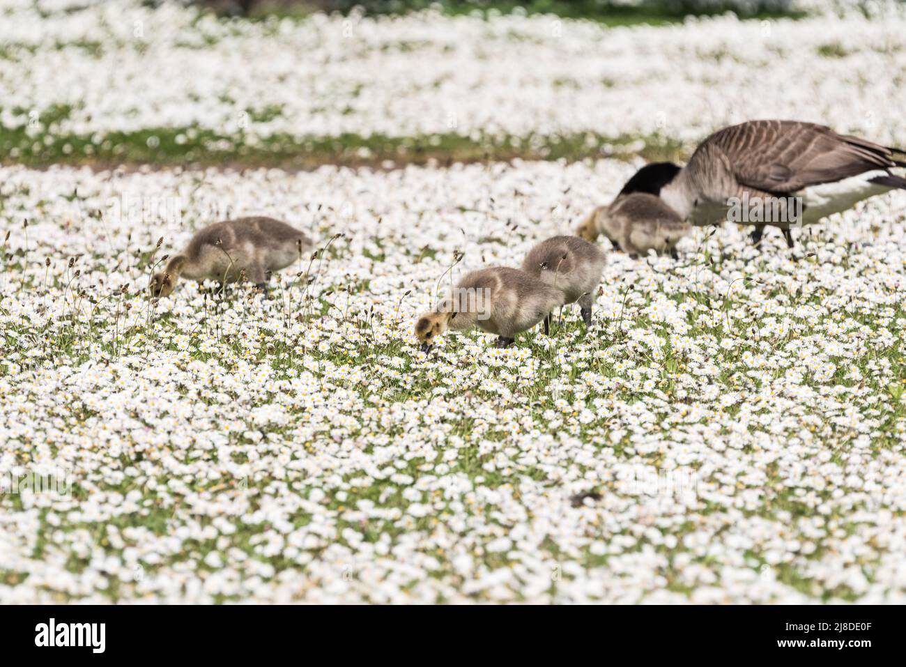 Foraging Canada Goose goslings (Branta canadensis) Stock Photo