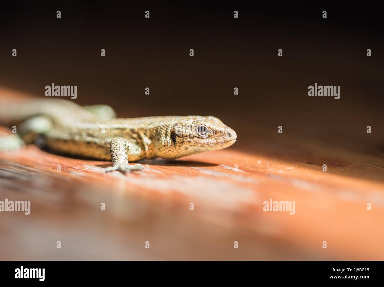 Lizard sideview hi-res stock photography and images - Alamy