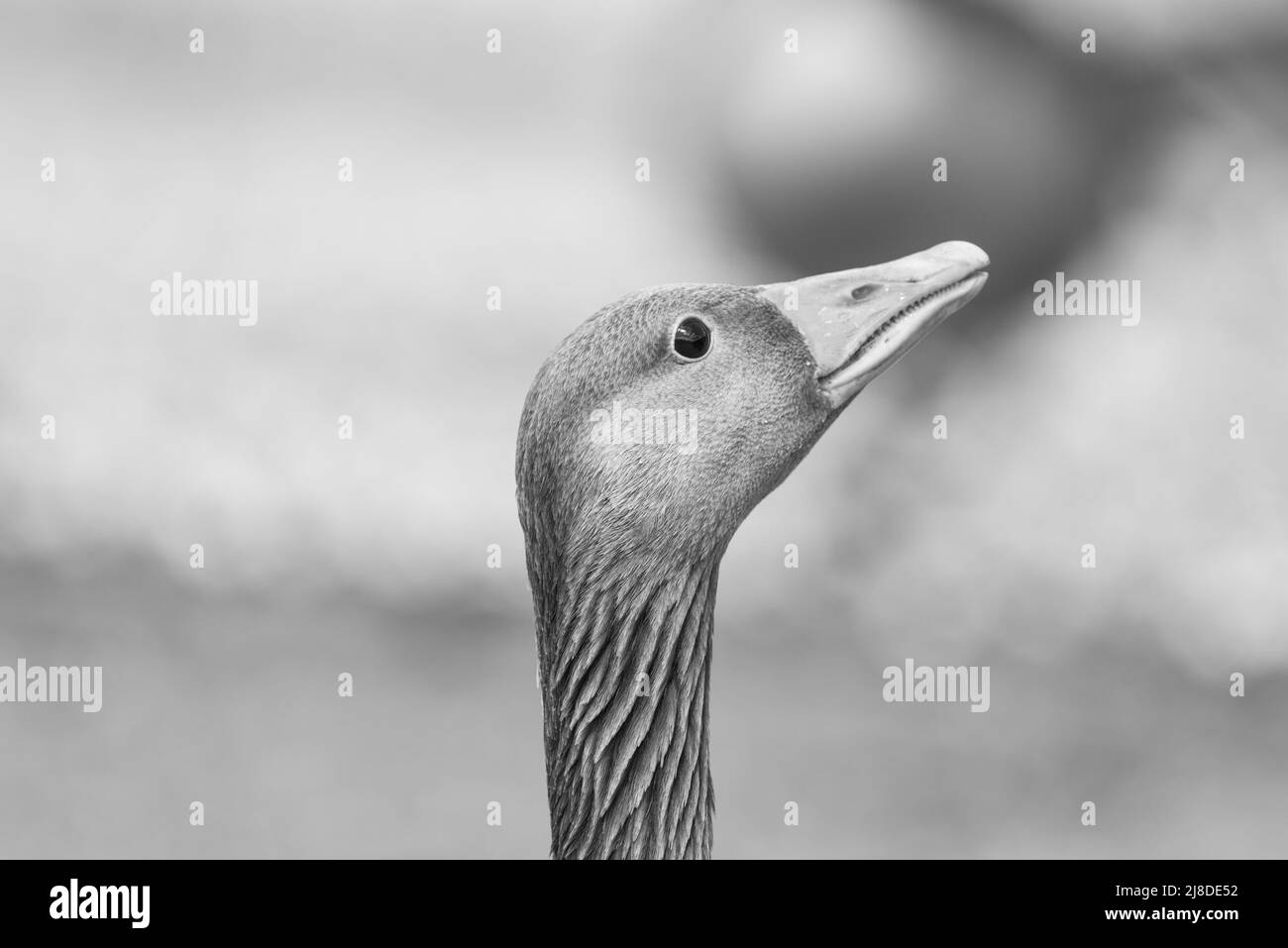 Monochrome shot of a Greylag Goose (Anser anser) Stock Photo