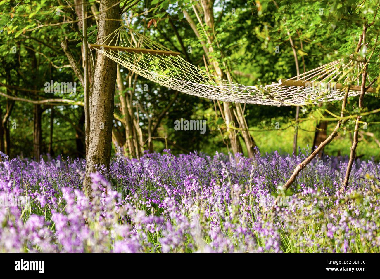 Hammock tied between trees in bluebell woods at dawn. Relaxing scene in nature with purple wild flowers Stock Photo