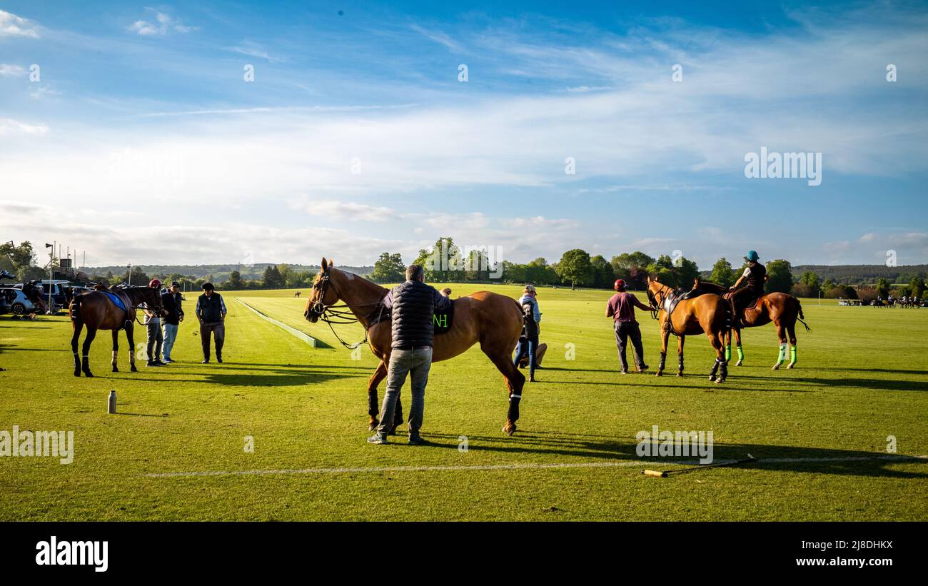 Spare polo horses wait with their grooms for riders at Cowdray Park in Midhurst, West Sussex, England, UK Stock Photo